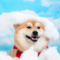 雪倫的健康生活提案