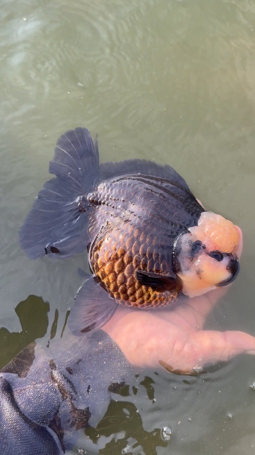 Teeraporn Goldfish