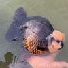 Teeraporn Goldfish
