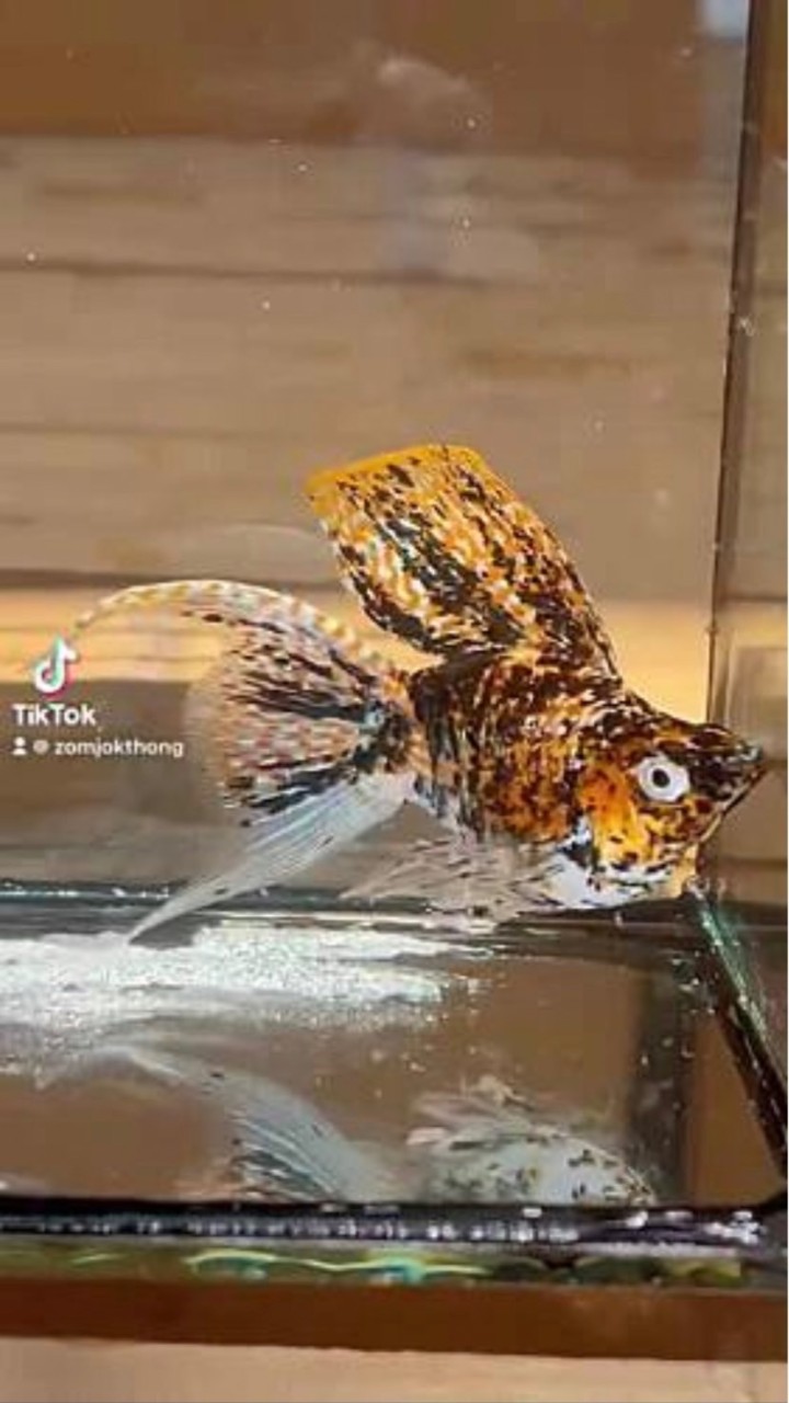 🐡ปลาบอลลูน สวนส้ม 🧡