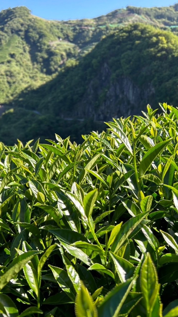 羿凱講茶🍵（茶葉討論群