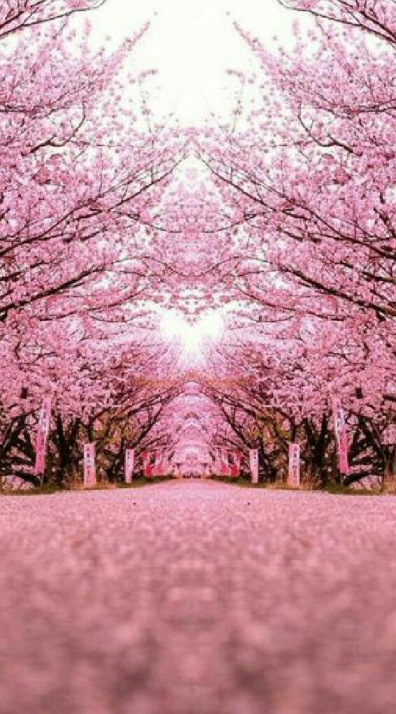 🌸Saruka of the dead🌸