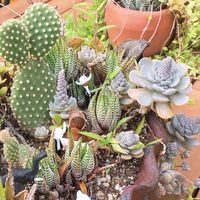 多肉植物♡好きなら誰でも入れるコミュニティ