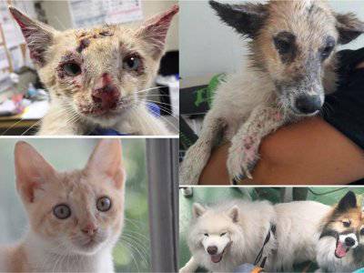 Potret Transformasi Anjing Dan Kucing Sebelum Dan Sesudah Diadopsi