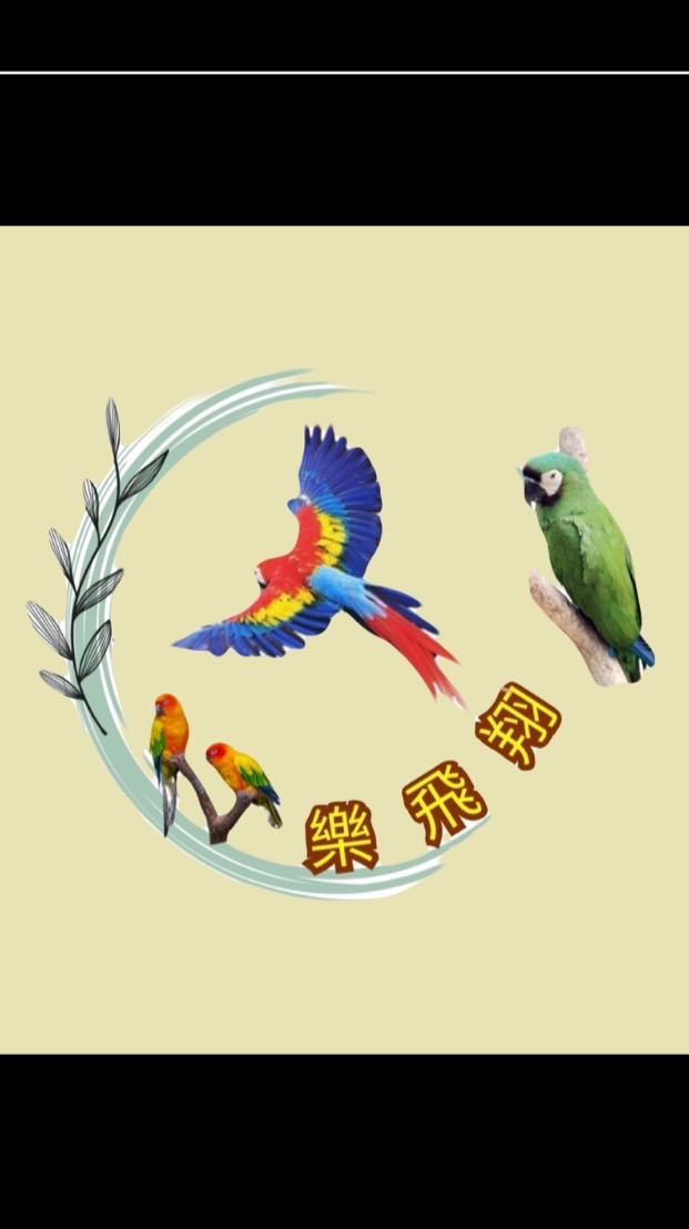 鸚鵡樂飛翔
