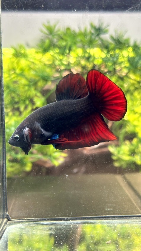 นักสะสมปลากัดยักษ์