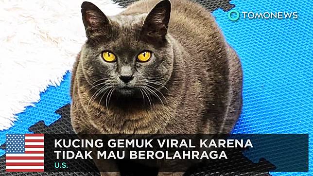 Cinderblock! Si Kucing Gemuk yang Viral karena Malas Olah Raga 