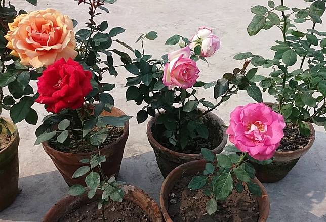 6 Cara Menanam Mawar Di Rumah Supaya Kebun Tampak Cantik