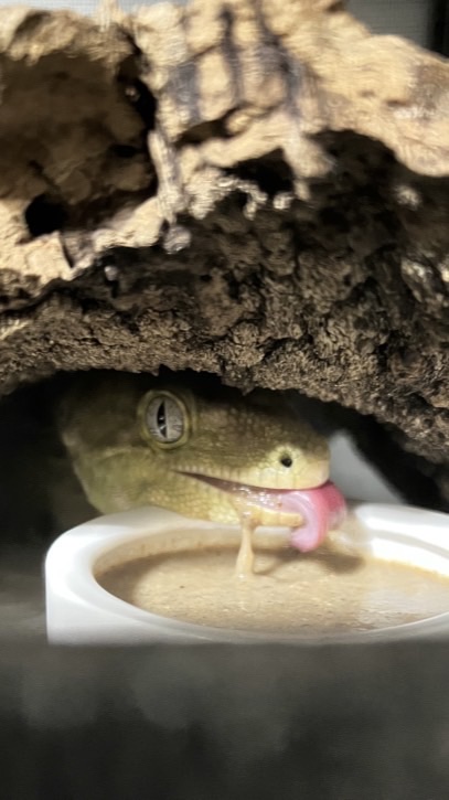 鱗光日誌🦎Leachie Vault