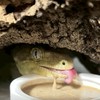 鱗光日誌🦎Leachie Vault