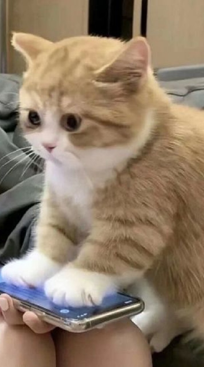 ✧.*ตัวแทน𝚖𝚖