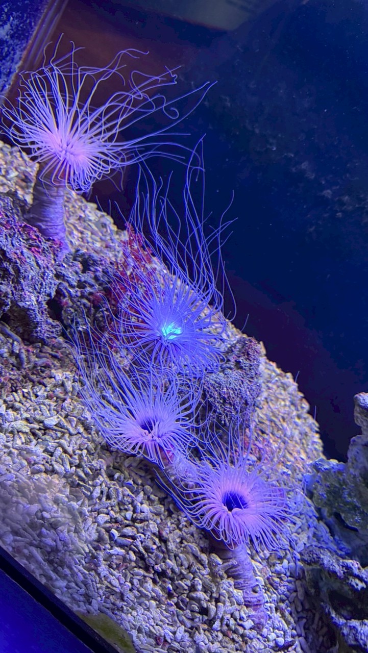 三性 偽娘徵友群