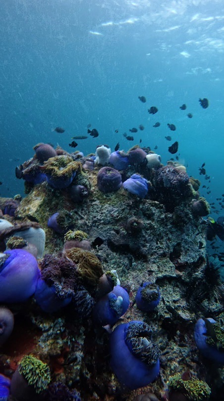 Joke Koh Wiang Diving 🩵 รูปทริป