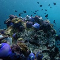 Joke Koh Wiang Diving 🩵 รูปทริป