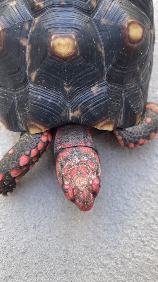 Exotic Pets Phuket by CC
