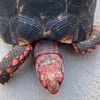 Exotic Pets Phuket by CC