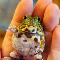 カエル飼育🐸