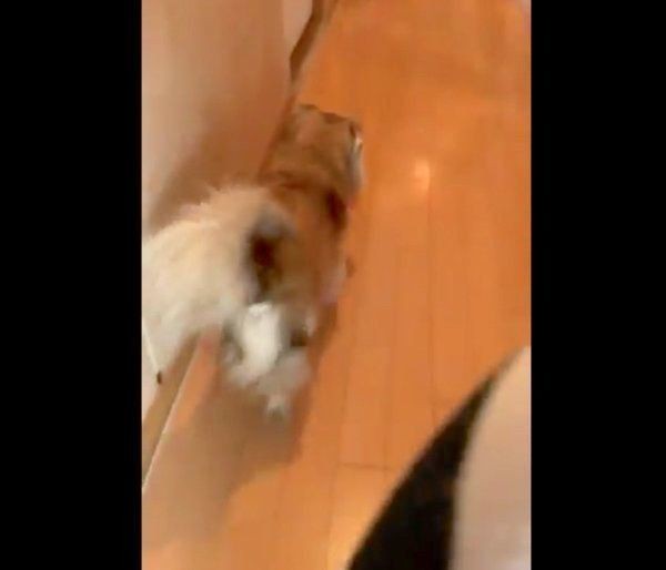 イタズラがバレた犬を問いつめたら まさかの展開 に爆笑