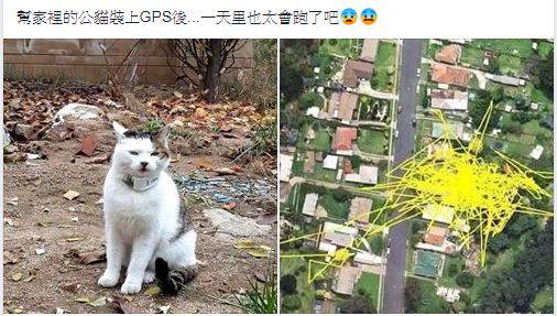 幫家中貓裝GPS 路線圖曝光她傻了 三立新聞網 LINE TODAY