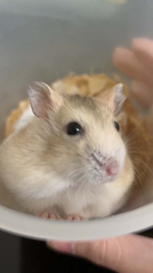 蕃薯餅日常🐭