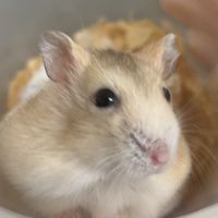 蕃薯餅日常🐭