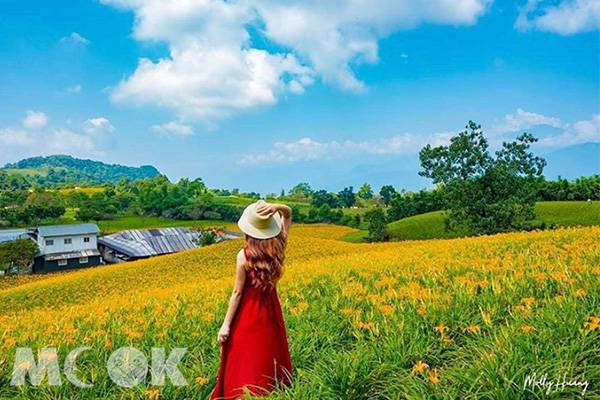 賞金黃花海不只花東 全台五大金針花美拍景點 景點家 Line Today