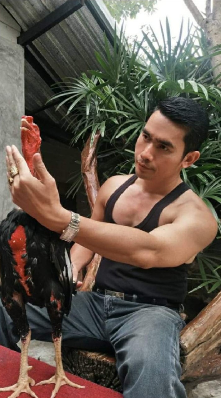 ป.พล ฟาร์ม #เปิดประตูซุ้มสู่ศิลปะการต่อสู้ไก่ชนไทย