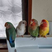 小桜インコファンクラブ