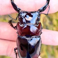 新･昆虫好き(特にクワカブ)