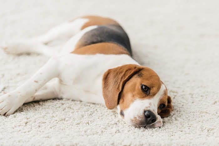 犬が震えるのは病気が原因かも 考えられる病気を解説