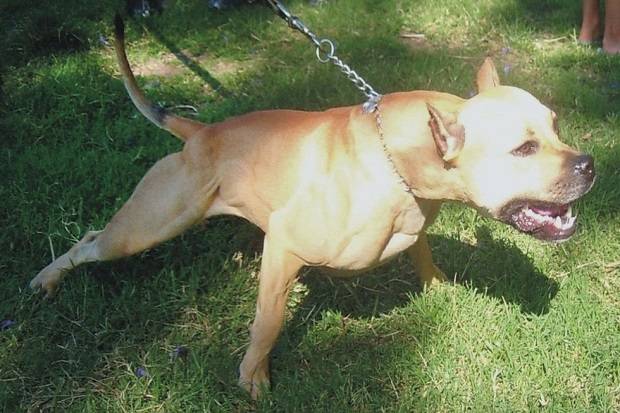 Geng Meksiko Siksa Pemerkosa Dengan Anjing Memakan Kemaluannya