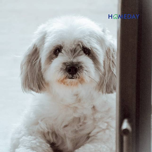 รู้จักกับ ชิสุ สุนัขตัวเล็กน่ารักสำหรับผู้เริ่มต้นเลี้ยงน้องหมา | Homeday |  Line Today
