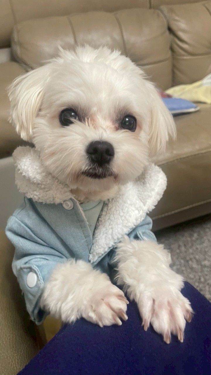 爆小花