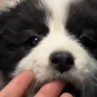女同聚集地（備