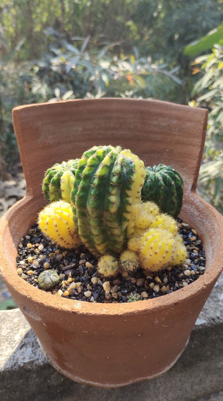 Spine Cactus🌵(ประมูล)