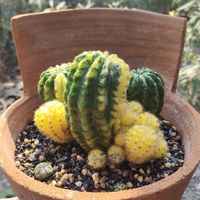 Spine Cactus🌵(ประมูล)