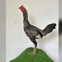 ซื้อขาย ไก่ชน ปากช่อง - หนองสาหร่าย