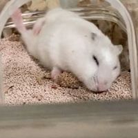 YouTubeハムソタの部屋　フォートナイト・マインクラフト・雑談