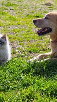 糖尿病の猫の飼い主さんたちのお部屋