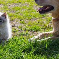 糖尿病の猫の飼い主さんたちのお部屋