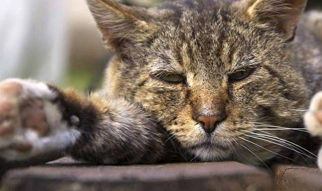 Waspada! Ini Penyebab Kucing Cacingan yang Berisiko di Sekitar 