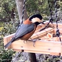 広野三軒家中コミュニティ