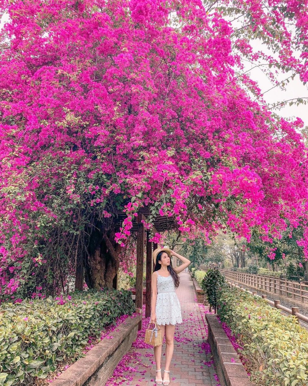 全台賞九重葛花景點推薦｜追尋九重葛花，來趟賞花住宿之旅