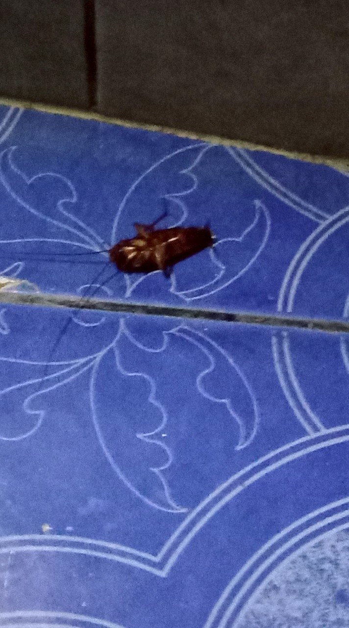 The Cockroach Family🪳(ตริ้ว)