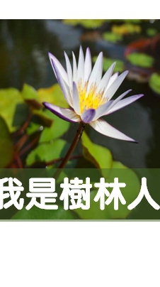 我是樹林人