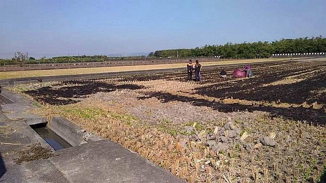 燒稻草致死？84歲老農燒稻草被燒到焦黑