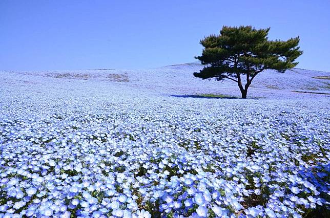 夢幻 蒼之世界 日本藍色粉蝶花海 Metro Pop Line Today