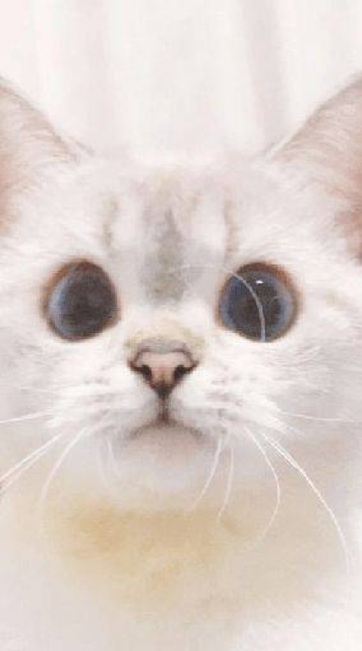 เหมียว