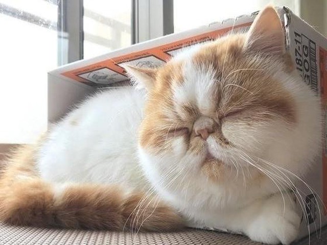 かわいいお顔も台無し 愛猫の ぶちゃいく顔 エピソード ねこのきもちnews