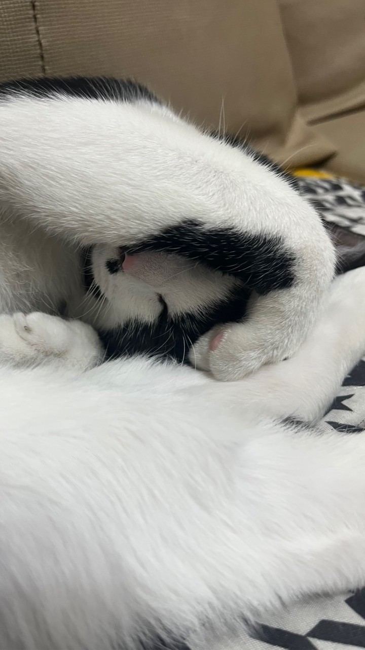 動物星球迷你槍戰